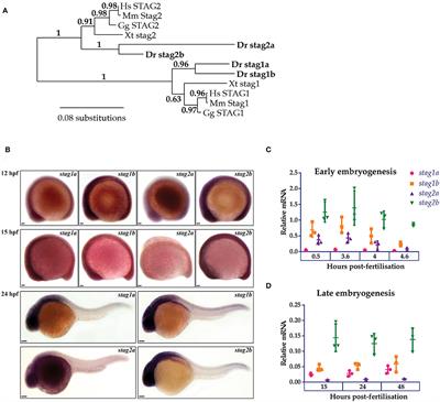 Cohesin Components Stag1 and Stag2 Differentially Influence Haematopoietic Mesoderm Development in Zebrafish Embryos